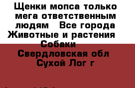 Щенки мопса только мега-ответственным людям - Все города Животные и растения » Собаки   . Свердловская обл.,Сухой Лог г.